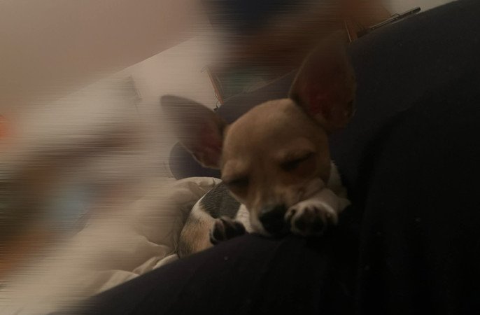 3hónapos szuka csivava baba eladó