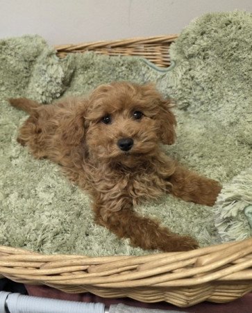 Maltipoo
