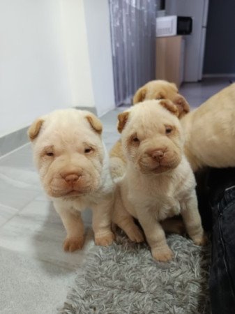 Sharpei