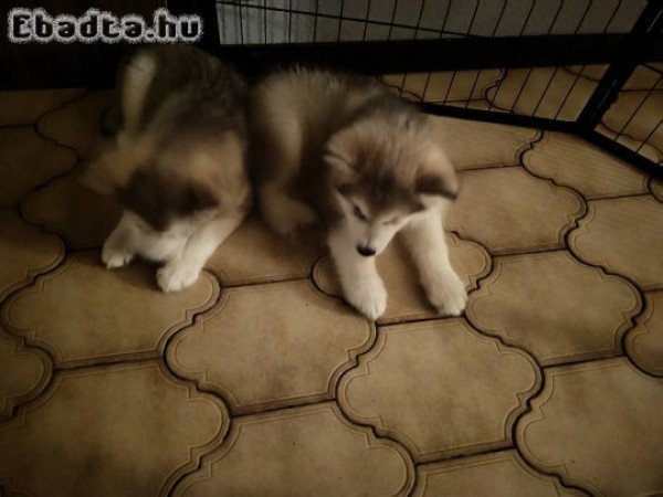 Eladó Malamut kölyök