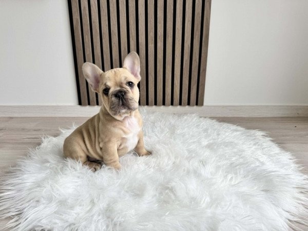 Francia Bulldog