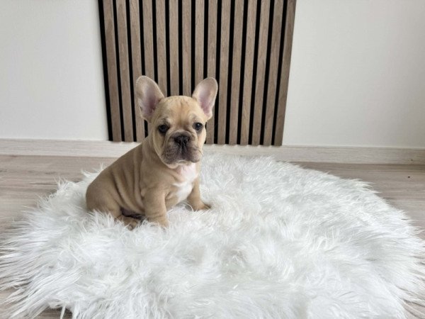 Francia Bulldog