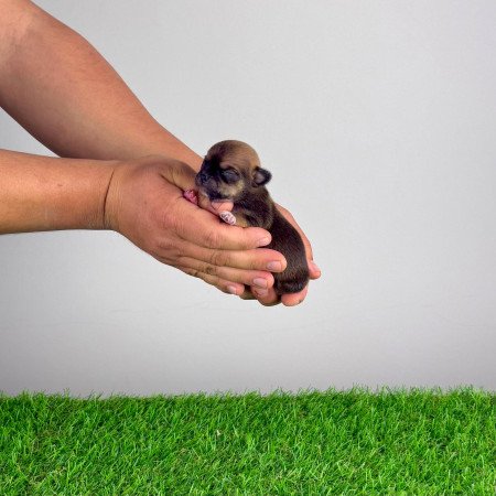 Törzskönyves Csivava blue fawn, lilac fawn szuka kiskutya