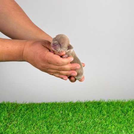 Törzskönyves Csivava blue fawn, lilac fawn szuka kiskutya