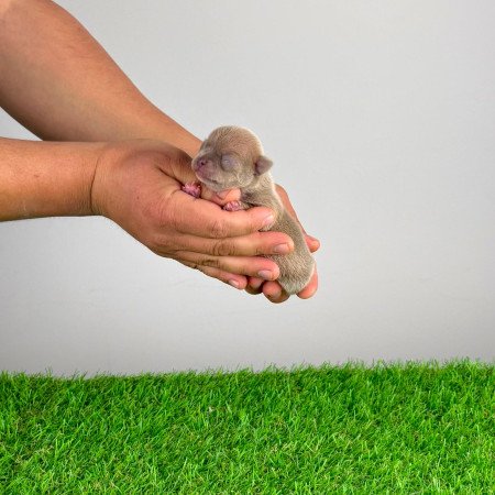 Törzskönyves Csivava blue fawn, lilac fawn szuka kiskutya