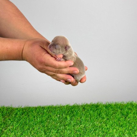 Törzskönyves Csivava blue fawn, lilac fawn szuka kiskutya