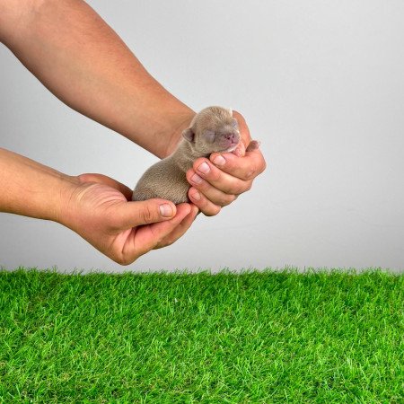 Törzskönyves Csivava blue fawn, lilac fawn szuka kiskutya