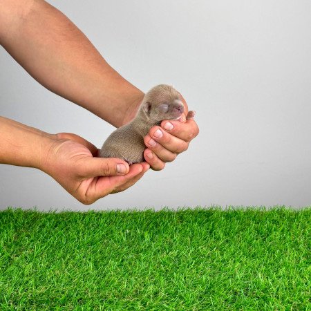 Törzskönyves Csivava blue fawn, lilac fawn szuka kiskutya