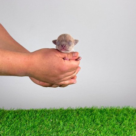 Törzskönyves Csivava blue fawn, lilac fawn szuka kiskutya