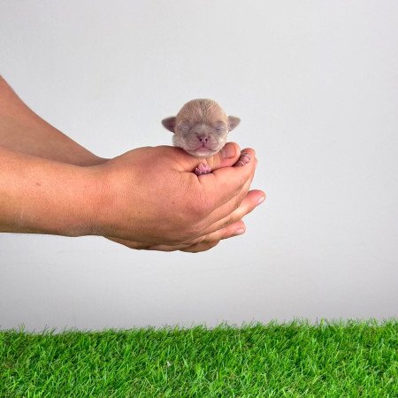 Törzskönyves Csivava blue fawn, lilac fawn szuka kiskutya