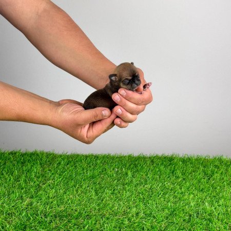 Törzskönyves Csivava blue fawn, lilac fawn szuka kiskutya