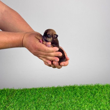 Törzskönyves Csivava blue fawn, lilac fawn szuka kiskutya