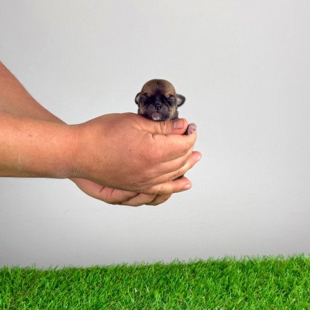 Törzskönyves Csivava blue fawn, lilac fawn szuka kiskutya