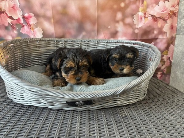 Yorkshire terrier