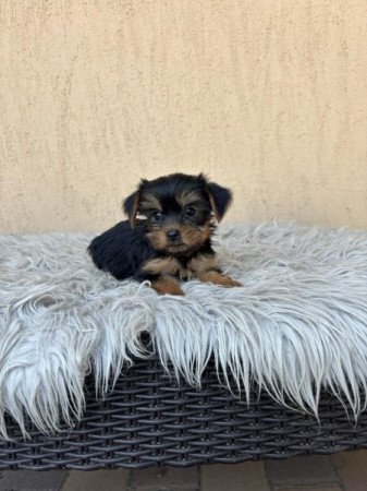 Yorkshire terrier