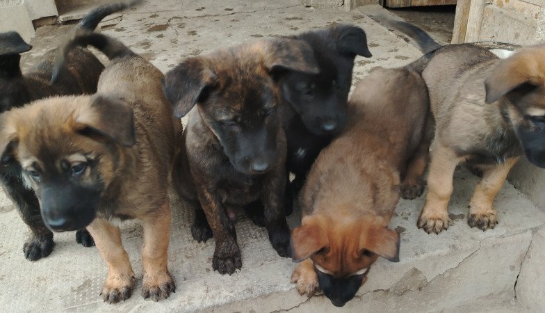 Malinois holland juhász mix