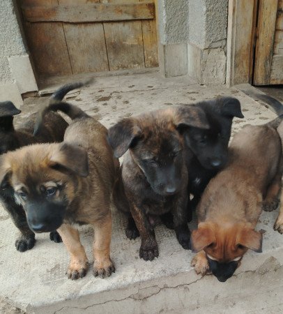 Malinois holland juhász mix