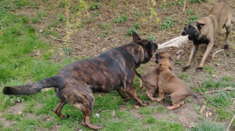 Malinois holland juhász mix