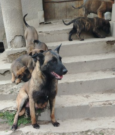 Malinois holland juhász mix