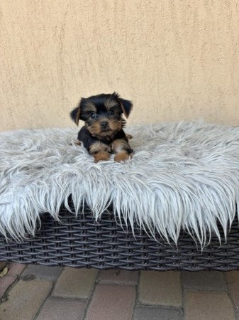 Yorkshire terrier