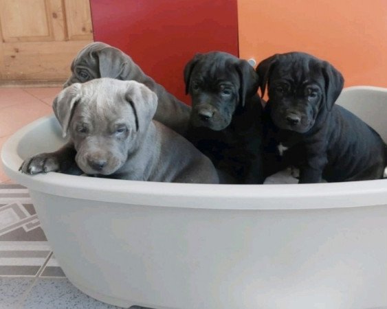 Cane Corso