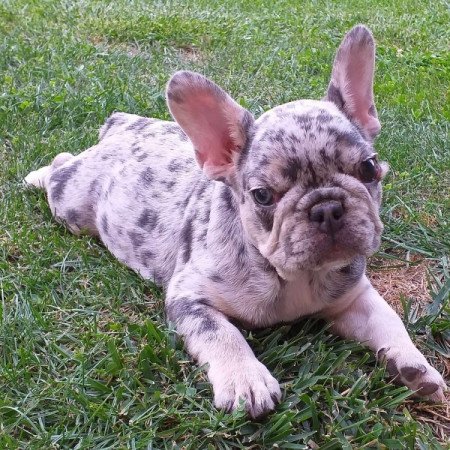 Francia bulldog