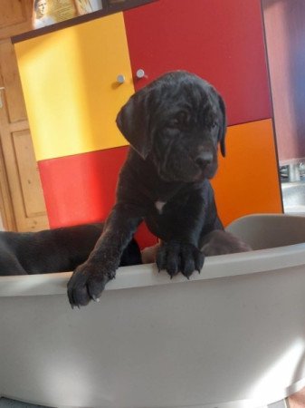 Cane Corso