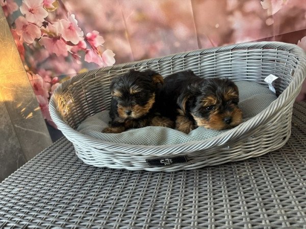 Yorkshire terrier