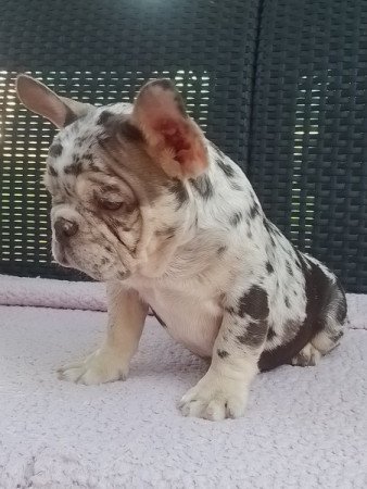 Francia bulldog