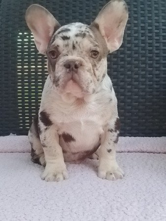 Francia bulldog