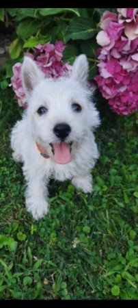 West Highland White Terrier