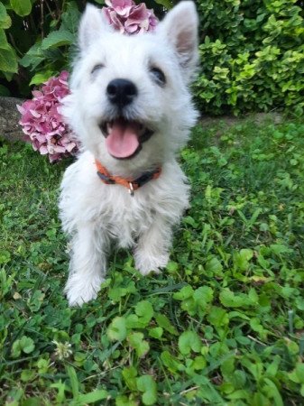 West Highland White Terrier