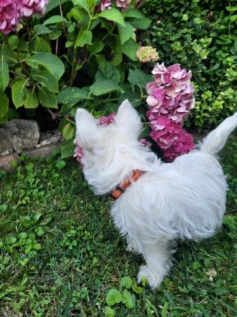 West Highland White Terrier