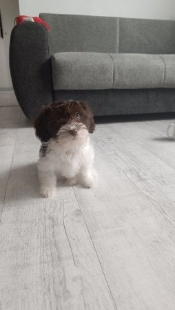 Bichon havanese