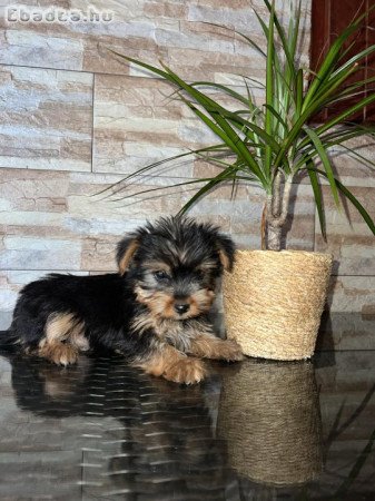 Yorkshire Terrier bébi