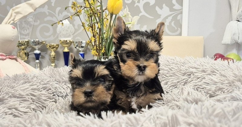 Yorkshire terrier