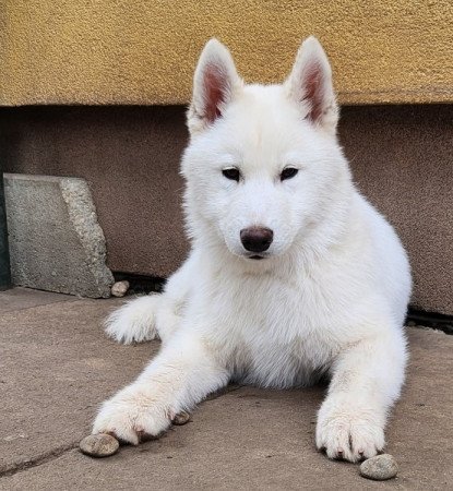Szibériai Husky