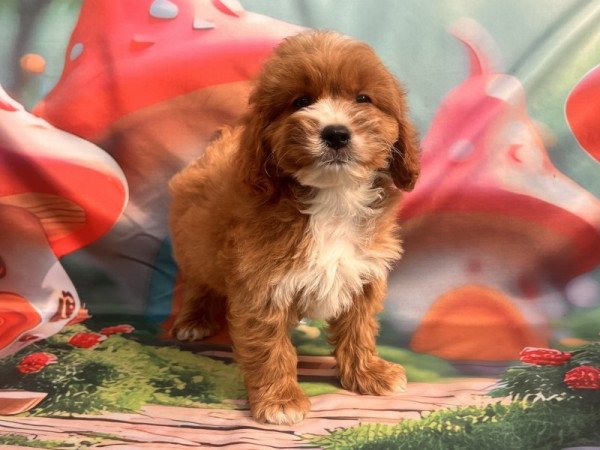 Cavapoo - törpe uszkár
