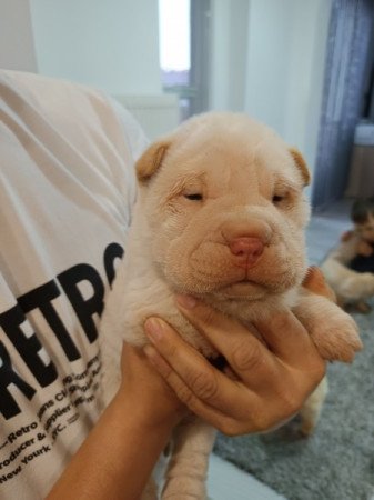 Sharpei