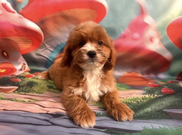 Cavapoo - törpe uszkár