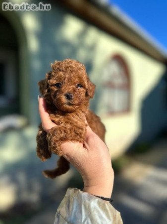 Toy dogs and mini poodles