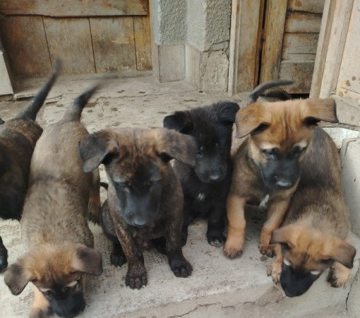 Malinois holland juhász mix