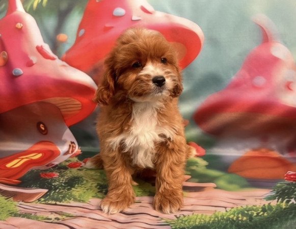 Cavapoo - törpe uszkár