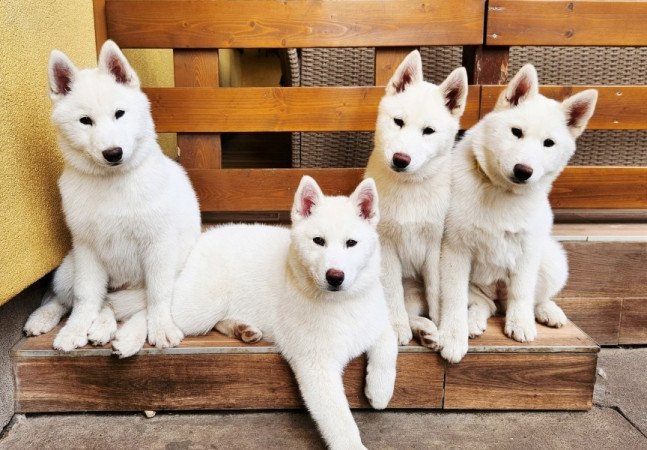 Szibériai Husky