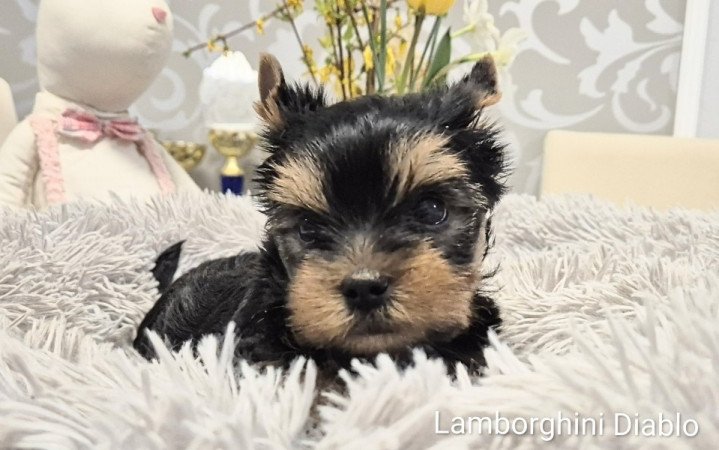 Yorkshire terrier