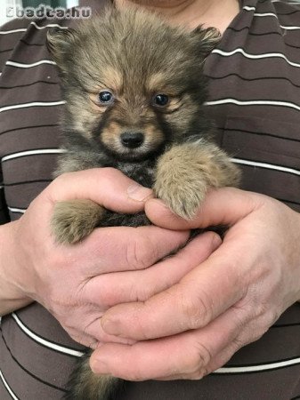 Eladó tündéri  Spicc, Spitz fiú kutyus!