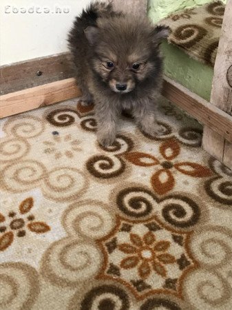 Eladó tündéri  Spicc, Spitz fiú kutyus!