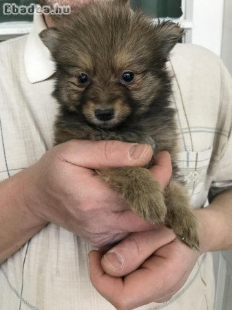 Eladó tündéri  Spicc, Spitz fiú kutyus!
