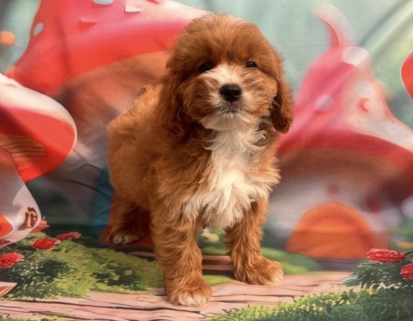 Cavapoo - törpe uszkár