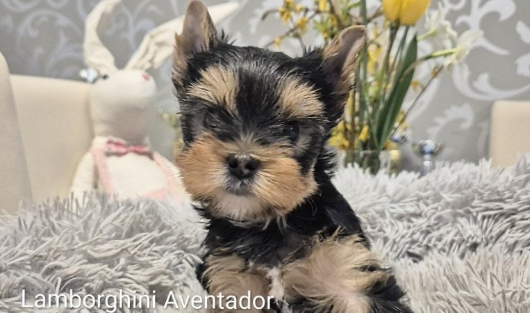 Yorkshire terrier